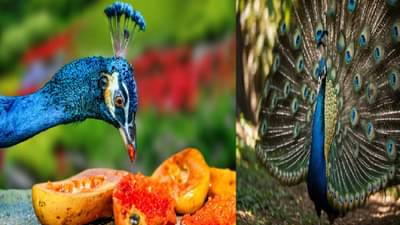 मोर किती वर्षे जगतो? उत्तर जाणून आश्चर्य वाटेल;स्वप्नातही कल्पना करू शकणार नाही