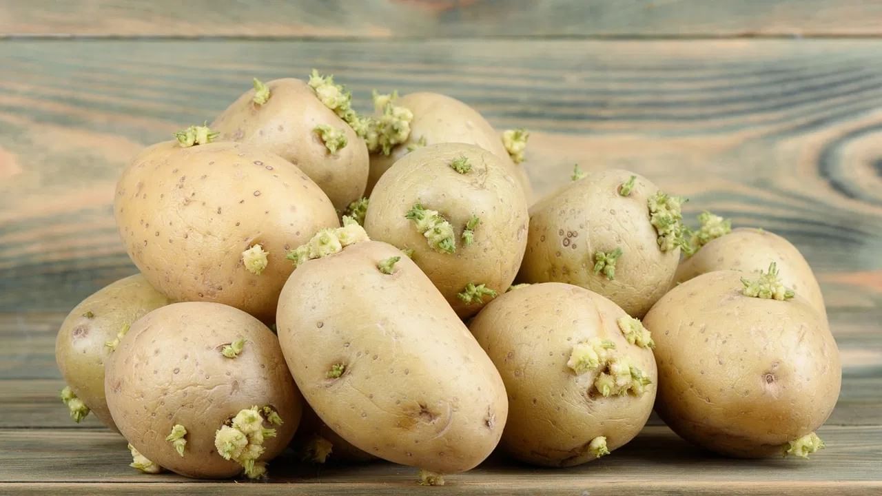 भारतीय स्वयंपाकघरातील भाज्यांचा राजा म्हणून बटाटाला ओळखले जाते. बटाटा हा वर्षभर उपलब्ध असतो. पोटॅशियम (Potassium), व्हिटॅमिन सी (Vitamin C) आणि ऊर्जा देणारे कर्बोदके (Carbohydrates) यांसारख्या पोषक तत्वांनी युक्त असलेला बटाटा हा अनेक पदार्थांचा आधार आहे.