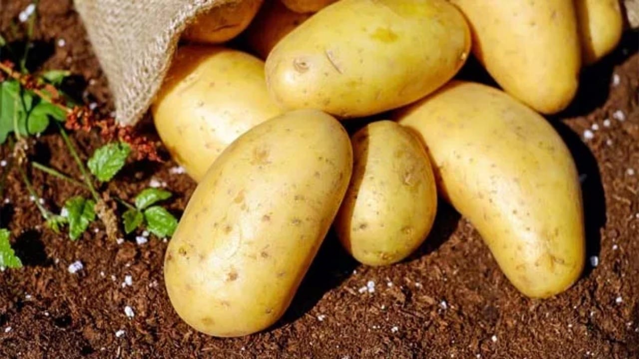 अतिरिक्त बटाटे खाल्ल्याने गॅस, पोटफुगी, वजन वाढणे आणि रक्तातील साखरेमध्ये चढ-उतार यांसारख्या समस्या उद्भवू शकतात. बटाट्याचे योग्य प्रमाणात सेवन केल्यास शरीराला व्हिटॅमिन सी, पोटॅशियम आणि फायबर पुरेशा प्रमाणात मिळते. बटाटे रक्तदाब नियंत्रित करण्यास आणि पचनसंस्था मजबूत करण्यास देखील मदत करतात.