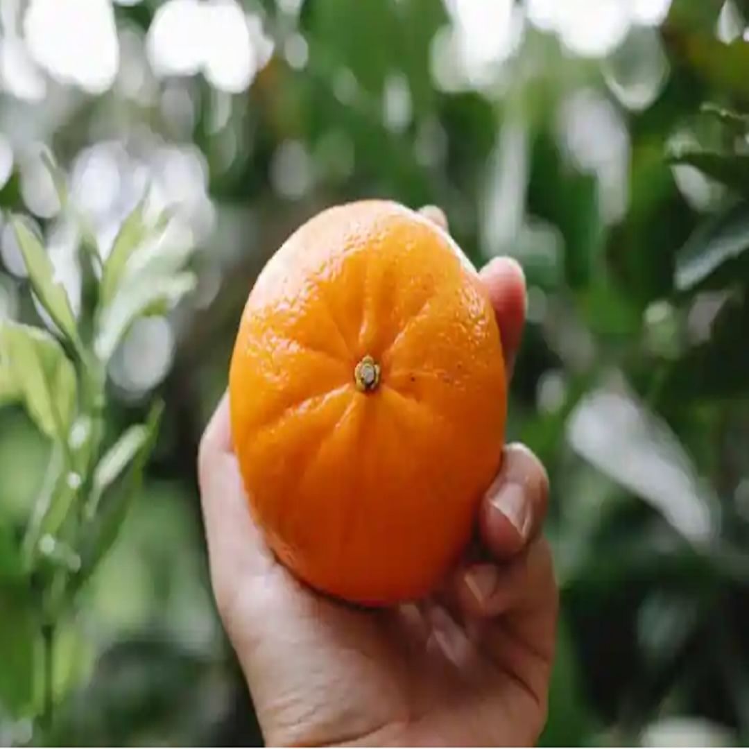 महिनाभर नियमितपणे संत्री खाल्ल्याने अनेक फायदे मिळू शकतात. अनेक आजार टाळता येतात. दररोज एक संत्री खाल्ल्याने सर्दी, खोकला, हंगामी किंवा विषाणूजन्य संसर्गापासून तुमचे संरक्षण होऊ शकते. संत्र्यांमध्ये व्हिटॅमिन सी भरपूर प्रमाणात असते, जे शरीरातील विषारी पदार्थ बाहेर काढण्यासाठी मदत करते