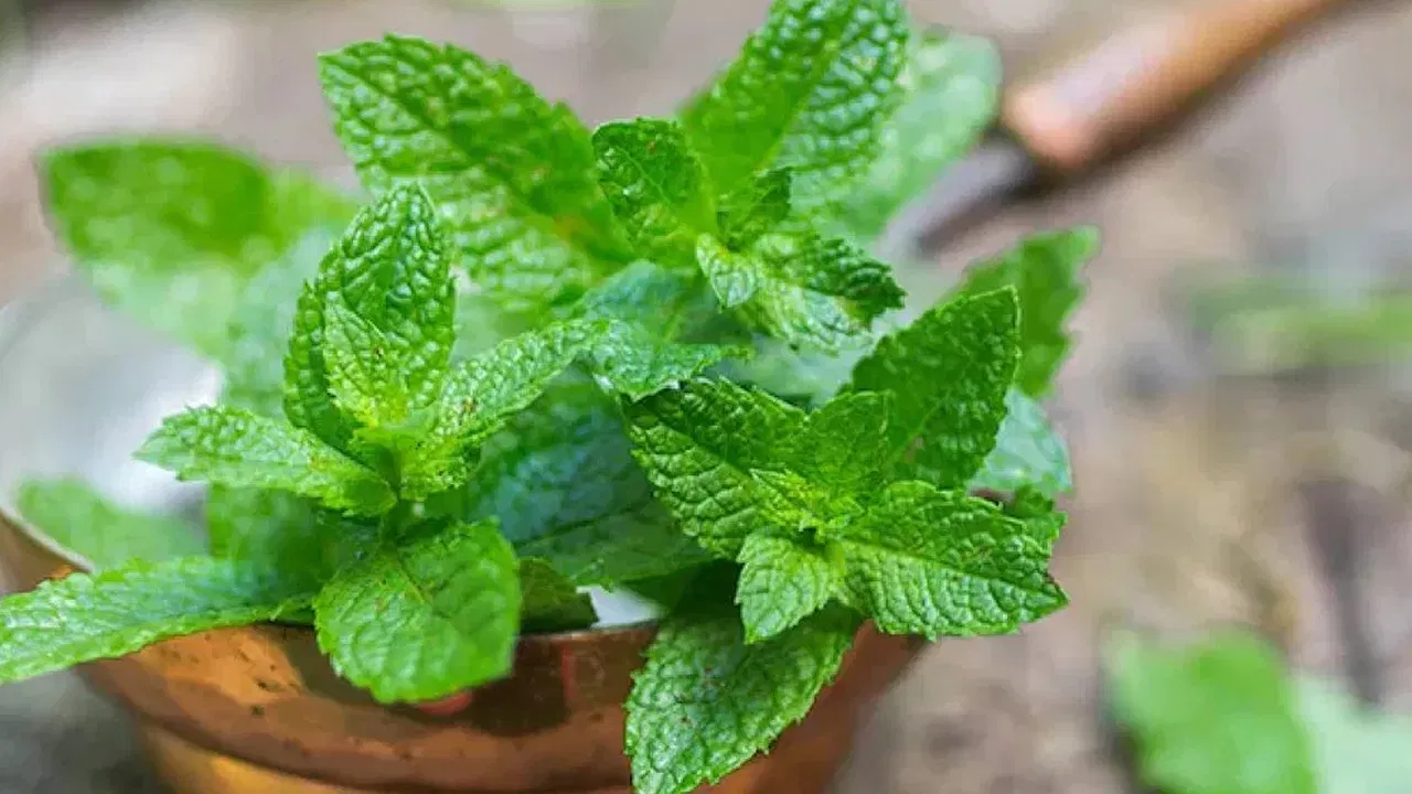 पुदिन्यामुळे खरचं वजन कमी होतं का? जाणून घ्या आयुर्वेदिक फायदे….