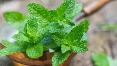 पुदिन्यामुळे खरचं वजन कमी होतं का? जाणून घ्या आयुर्वेदिक फायदे....