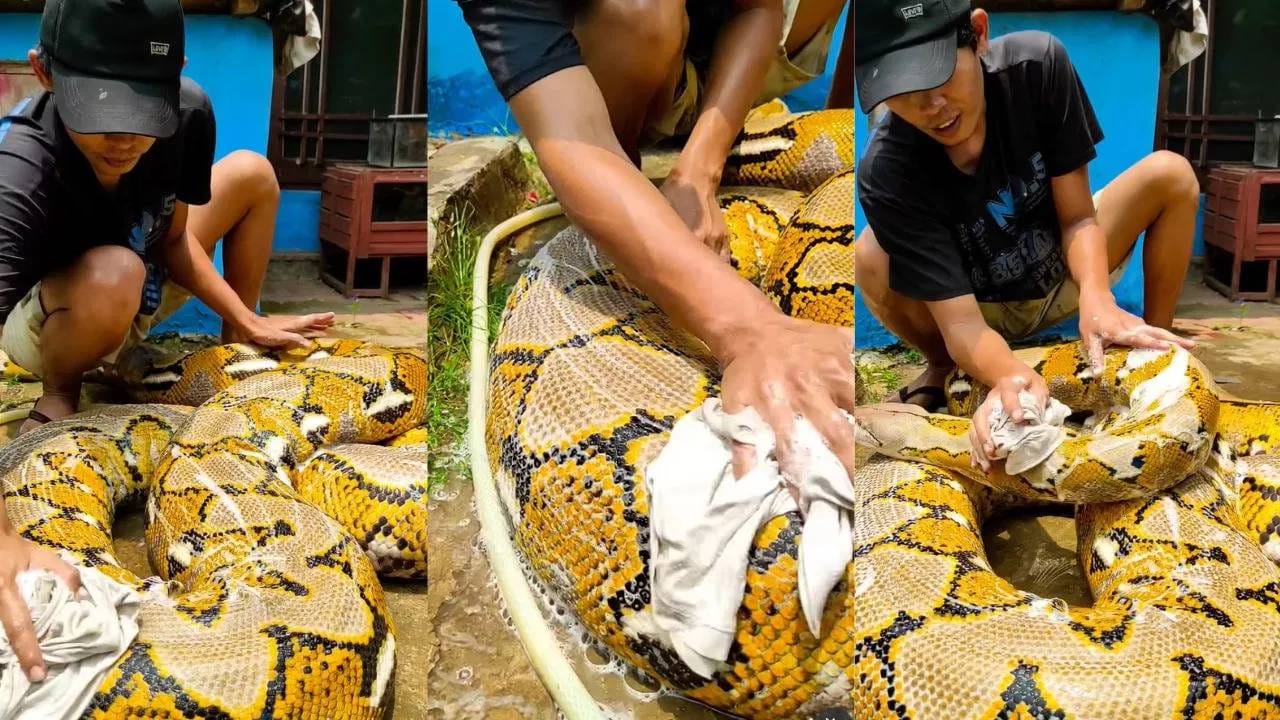 Video : घासून पुसून केलं स्वच्छ, अजगराची आंघोळ पाहिलीत का ? व्हिडीओ पाहून उडेल थरकाप