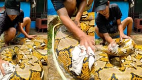 घासून पुसून केलं स्वच्छ, अजगराची आंघोळ पाहिलीत का ? व्हिडीओ पाहून ..