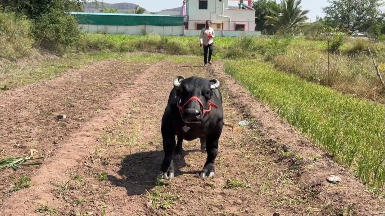 आमची 'राधा' प्रत्येक कृषी प्रदर्शनात सर्वांचेच लक्ष वेधून घेत आहे. गिनीज वर्ल्ड रेकॉर्डमध्ये तिची नोंद झाल्यामुळे आम्हाला खूप आनंद झाला आहे. यापुढे आंतरराष्ट्रीय प्रदर्शनात 'राधा'ला सहभागी करण्याचा आमचा प्रयत्न आहे, असे अनिकेत बोराटे म्हणाले.