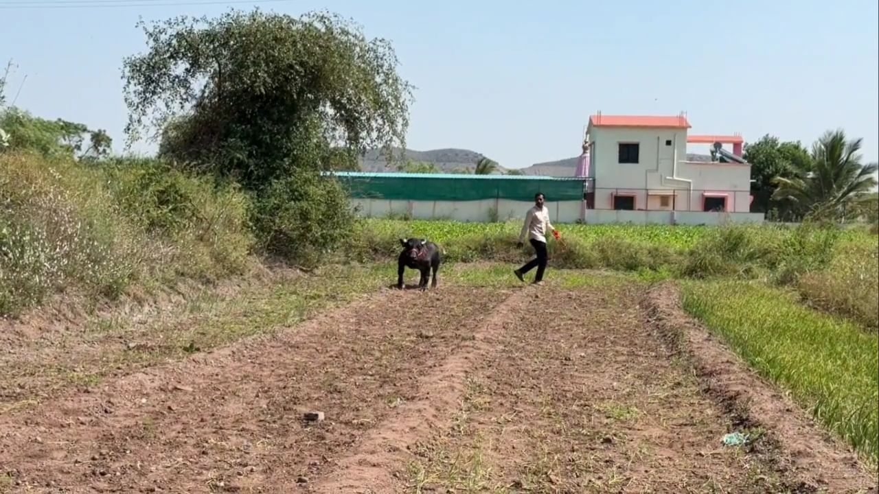 परभणी येथील कृषी प्रदर्शनानंतर अनिकेत यांनी गिनीज वर्ल्ड रेकॉर्डसाठी प्रयत्न सुरू केले. यासाठी त्यांना पशुधन विकास अधिकारी डॉ. शरद थोरात यांचे मोलाचे मार्गदर्शन लाभले.
यासाठी १२ सप्टेंबर २०२५ ला डॉ. थोरात यांनी 'राधा'ची पाहणी करून तिचा अहवाल गिनीज बुक ऑफ वर्ल्ड रेकॉर्डकडे पाठवला.
