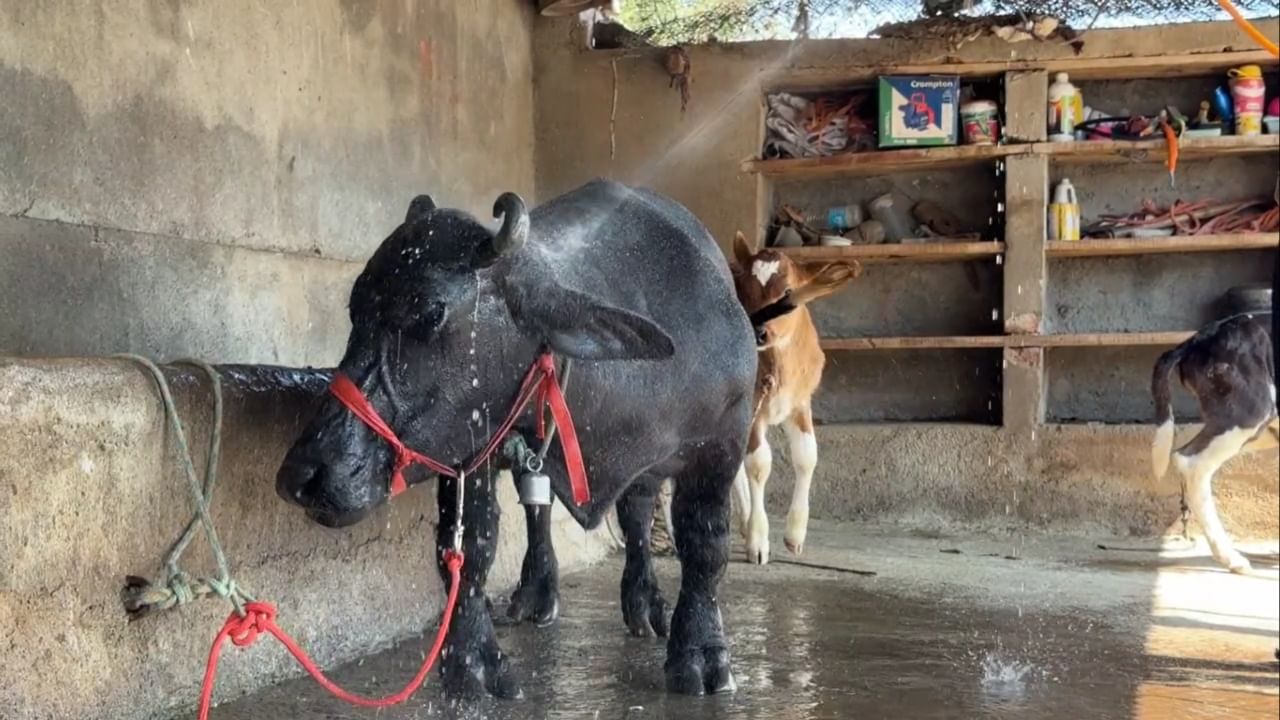 दरम्यान 'राधा'मुळे मलवडी गाव आणि सातारा जिल्ह्याचे नाव जागतिक नकाशावर झळकले आहे. एका सामान्य शेतकरी कुटुंबातील या म्हैशीने आपल्या आगळ्यावेगळ्या वैशिष्ट्याने संपूर्ण जगाला अचंबित केले आहे.
