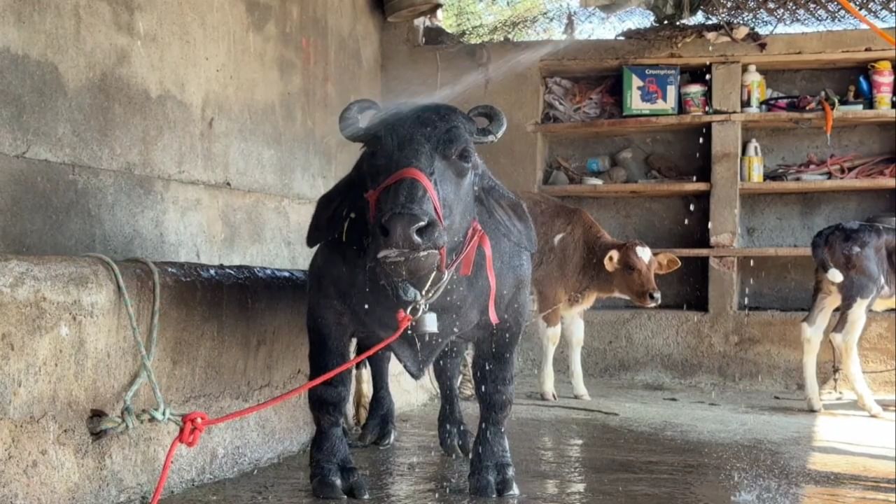 कृषी प्रदर्शनांमध्ये मिळालेल्या प्रसिद्धीनंतर अनिकेत बोराटे यांनी राधाला जागतिक स्तरावर ओळख मिळवून देण्याचा निश्चय केला. यानंतर २४ जानेवारी २०२५ रोजी राधाची इंडिया बुक ऑफ रेकॉर्डमध्ये नोंद झाली.