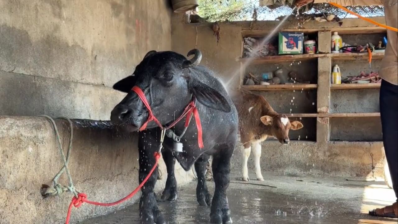 महाराष्ट्राच्या सातारा जिल्ह्याच्या माण तालुक्यातील मलवडी गावच्या एका पाळीव म्हैशीने आंतरराष्ट्रीय स्तरावर भारताची मान उंचावली आहे. राधा नावाच्या या म्हैशीची जगातील सर्वात लहान उंची असणारी जिवंत पाळीव म्हैस म्हणून गिनीज बुक ऑफ वर्ल्ड रेकॉर्डमध्ये अधिकृत नोंद झाली आहे.