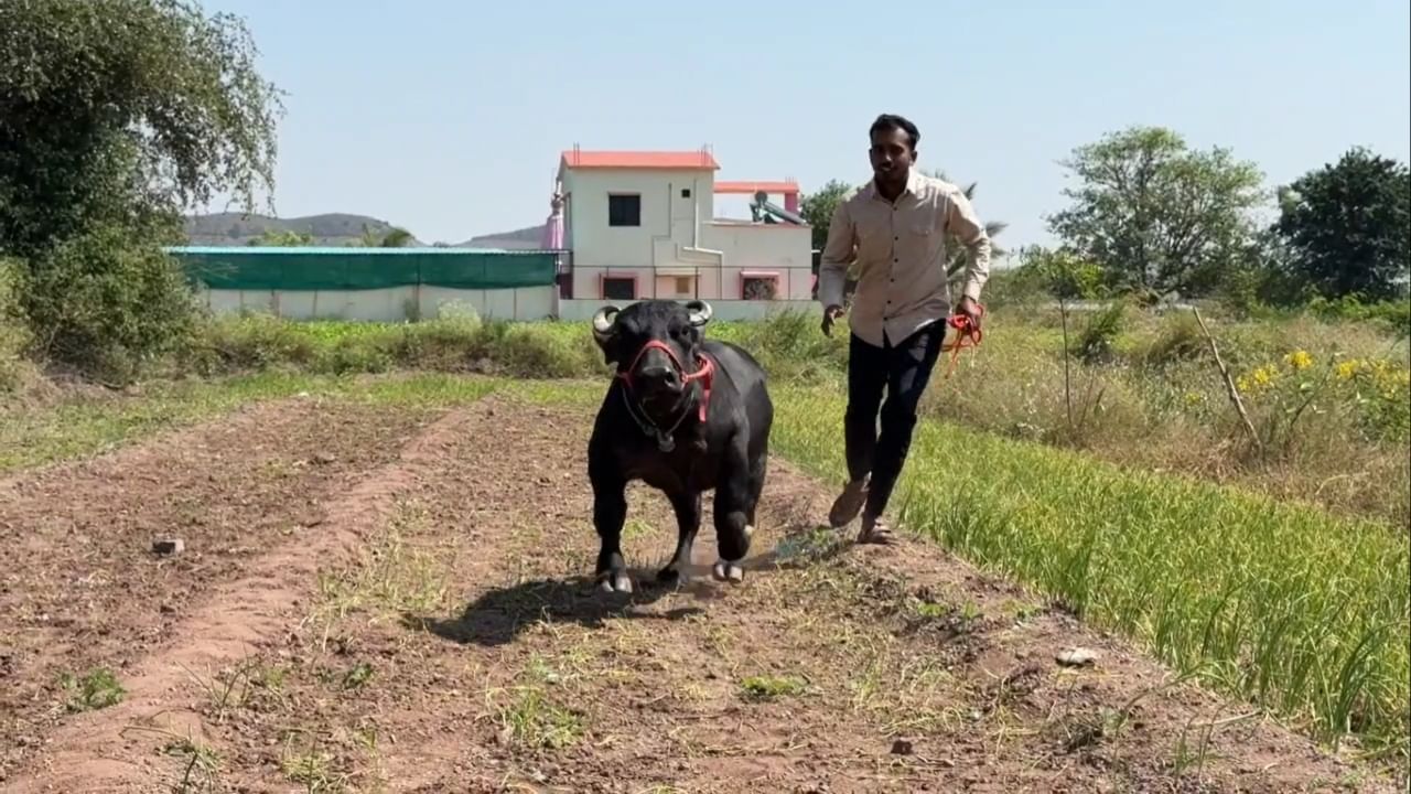 यानंतर पुसेगावचे सेवागिरी कृषी प्रदर्शन, कर्नाटकातील निपाणी येथील कृषी प्रदर्शनासह एकूण १३ कृषी प्रदर्शनांमध्ये राधाला खास आकर्षण म्हणून निमंत्रित करण्यात आले. ती प्रत्येक प्रदर्शनात सामान्य नागरिक, शेतकरी आणि तज्ज्ञ अशा सर्वांचेच लक्ष वेधून घेत होती.