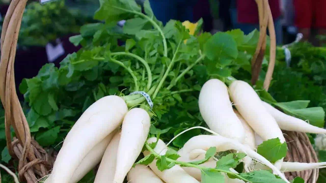 बरेच लोक मुळा खायचा म्हटले की, तोंड वाकडे करतात. मात्र, मुळा आरोग्यासाठी अत्यंत फायदेशीर असतो. विशेष म्हणजे हिवाळ्यात मुळा खाल्ल्याने आरोग्याच्या अनेक समस्या दूर होतात.