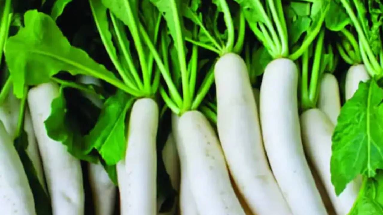 मुळापासून आपण विविध पदार्थ तयार करून आहारात समाविष्ट करू शकता. हिवाळ्यात मुळा आरोग्याचे संरक्षण करण्यासाठी फायदेशीर ठरतो. 