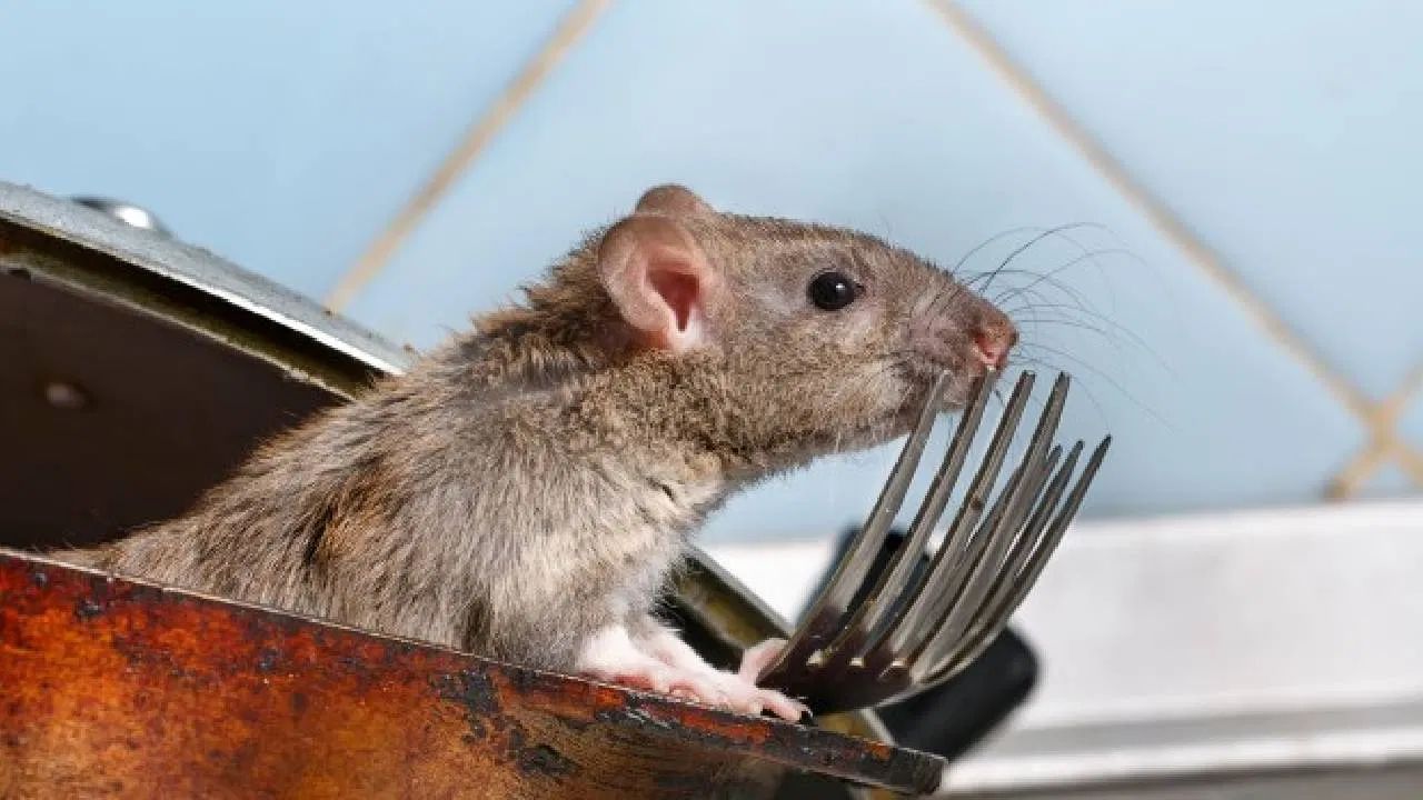 उंदरांपासून सुटका मिळवण्यासाठी अनेकजण विषारी पदार्थांचा वापर करतात, पण काही सोप्या घरगुती उपायांनी तुम्ही उंदरांना न मारता सहजपणे घराबाहेर काढू शकता.