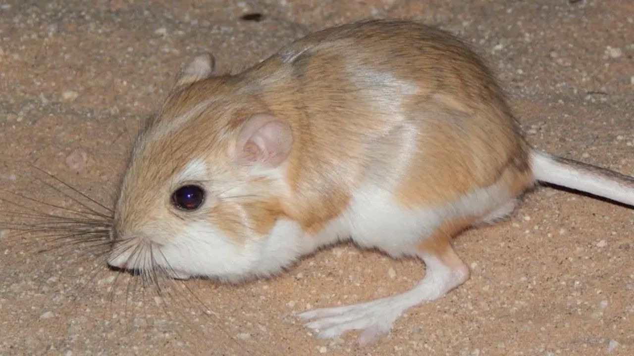 उंदरांना घरातून दूर ठेवण्यासाठी तुरटीचा वापर खूप प्रभावी ठरतो. उंदरांना तुरटीचा वास आणि चव आवडत नाही. त्यामुळे घराच्या कोपऱ्यात, स्वयंपाकघरात किंवा कपाटात तुरटीच्या लहान गोळ्या ठेवा. तुम्ही कोपऱ्यात तुरटीची पावडर देखील टाकू शकता.