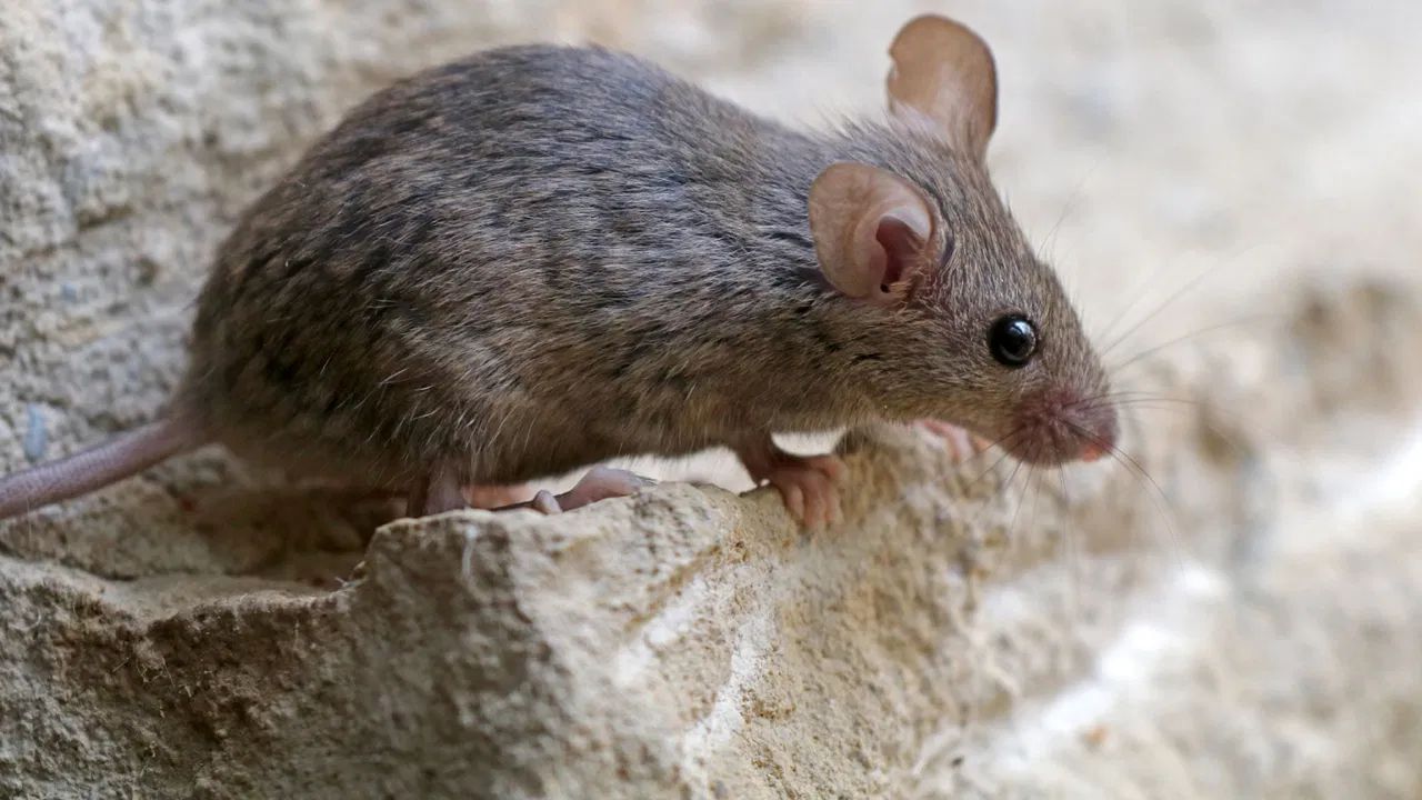 कडुलिंब आणि निलगिरी तेल या दोन तेलांचा वास देखील उंदरांना घरात येण्यापासून रोखतो. कडुलिंब आणि निलगिरीचे तेल एका स्प्रे बाटलीत चांगले मिसळा. उंदरांच्या येण्या-जाण्याच्या मार्गावर ते स्प्रे करा.