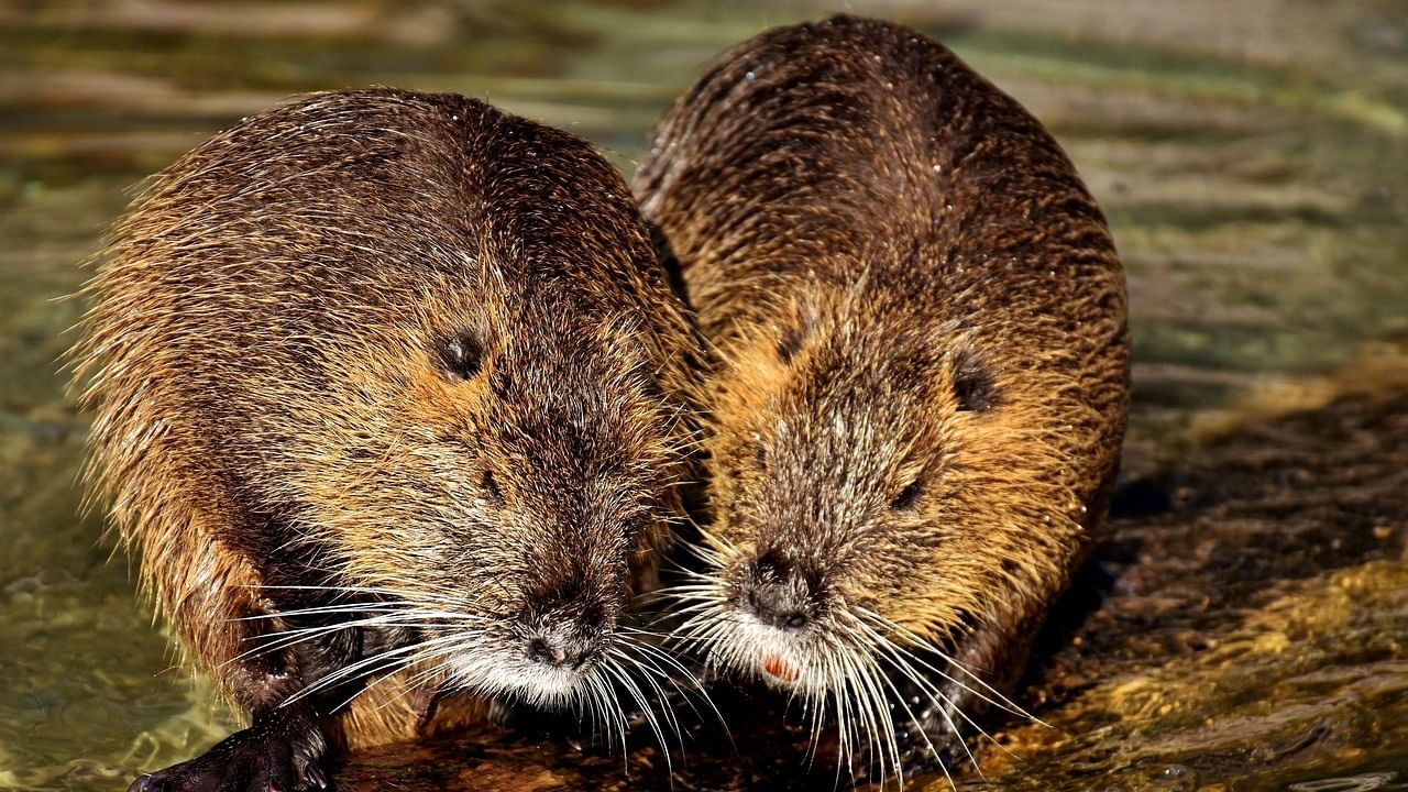 सध्या घराघरात उंदरांचा त्रास हा वाढत चालला आहे. यामुळे घरातील अन्न आणि पेयांचे प्रचंड नुकसान तर होतेच, पण त्यासोबत विविध रोग पसरण्याचा धोकाही वाढतो.