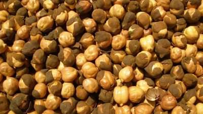 भाजलेले की भिजवलेले चण्याचे सेवन करणे आरोग्यासाठी ठरेल फायदेशीर? जाणून घ्या चणे खाण्याची योग्य पद्धत