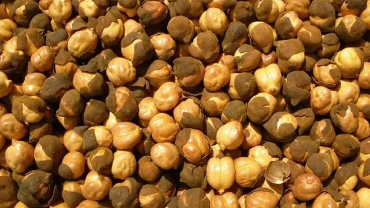 भाजलेले की भिजवलेले चण्याचे सेवन करणे आरोग्यासाठी ठरेल फायदेशीर? जाणून घ्या चणे खाण्याची योग्य पद्धत