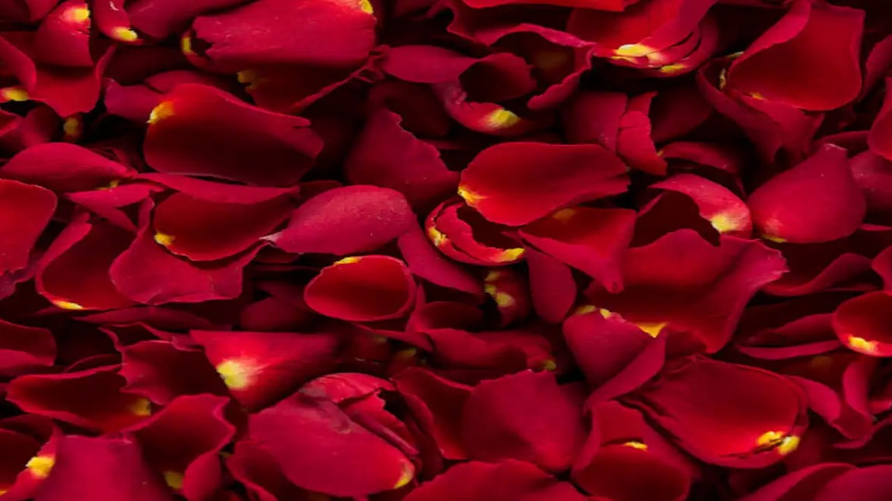 गुलाबाच्या पाकळ्या त्वचेसाठी लाभदायक आहेत. गुलाबाच्या पाकळ्यांमध्ये अँटिऑक्सिडंट्स आणि व्हिटॅमिन C असल्यामुळे त्वचेची चमक वाढते. त्वचेला ओलावा मिळवून देऊन anti-aging प्रभाव देते.