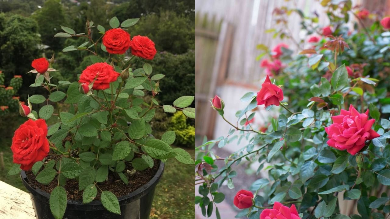 तुमच्या गुलाबाच्या झाडाला फुले येत नाही का? या टिप्स वापरा, रोज फुलांनी बहरेल