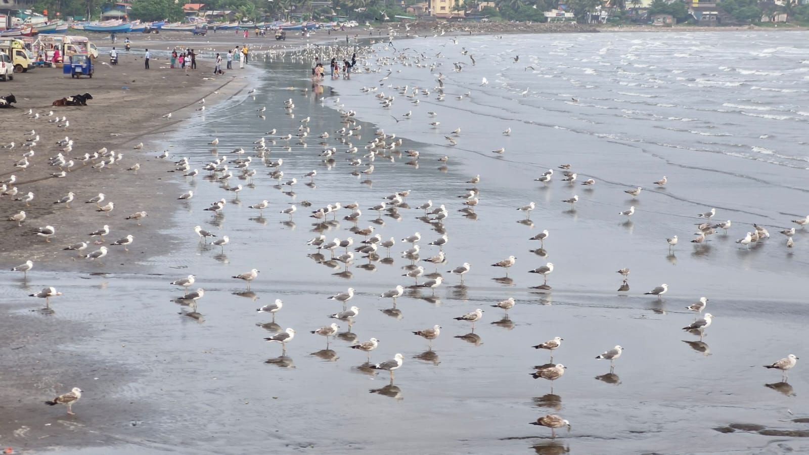 सायबेरियातून कोकणापर्यंतचा त्यांचा हा प्रवास म्हणजे जणू निसर्गाची प्रेमयात्रा असून प्रेम आणि स्वातंत्र्याला सीमा नसतात असा संदेश देतात. फेब्रुवारीच्या अखेरीस पावसाळ्याची चाहूल लागताच हे पाहुणे पक्षी पुन्हा आपल्या मायदेशी परततील.