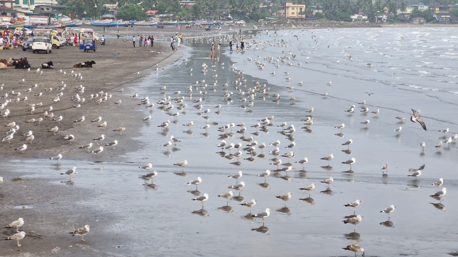 कोकणच्या किनारपट्टीवर पुन्हा एकदा निसर्गाचा अद्भुत सोहळा रंगला आहे. थंडीची चाहूल लागताच, सुदूर सायबेरियातून तब्बल ५ ते ६ हजार किलोमीटरचा प्रवास करून सीगल पक्षी या विदेशी पाहुण्यांचे कोकणात आगमन झाले.