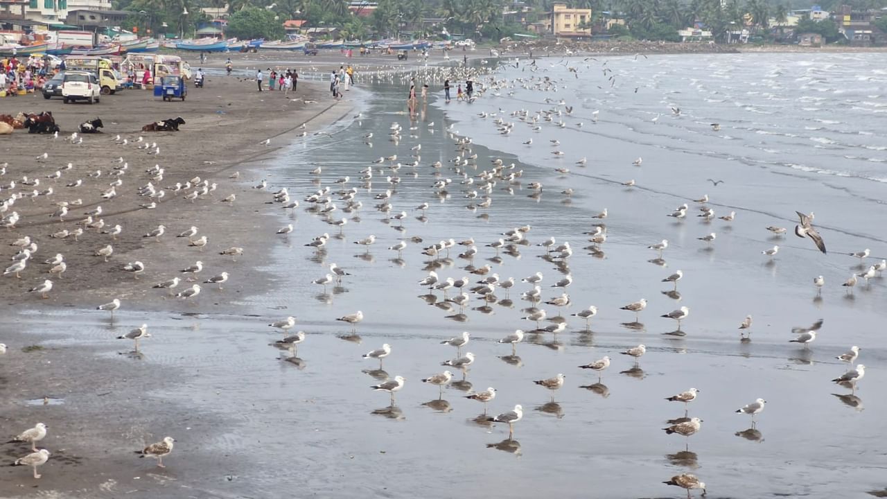 कोकणच्या किनारपट्टीवर पुन्हा एकदा निसर्गाचा अद्भुत सोहळा रंगला आहे. थंडीची चाहूल लागताच, सुदूर सायबेरियातून तब्बल ५ ते ६ हजार किलोमीटरचा प्रवास करून सीगल पक्षी या विदेशी पाहुण्यांचे कोकणात आगमन झाले.