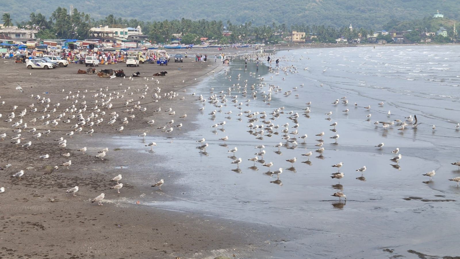 निळ्याशार आभाळाखाली पांढऱ्या पंखांचे हे थवे सध्या कोकणच्या किनाऱ्यांची शोभा वाढवत आहेत. दरवर्षीप्रमाणे यंदाही नोव्हेंबर महिन्याच्या सुरुवातीला हे पक्षी दाखल झाले आहेत.