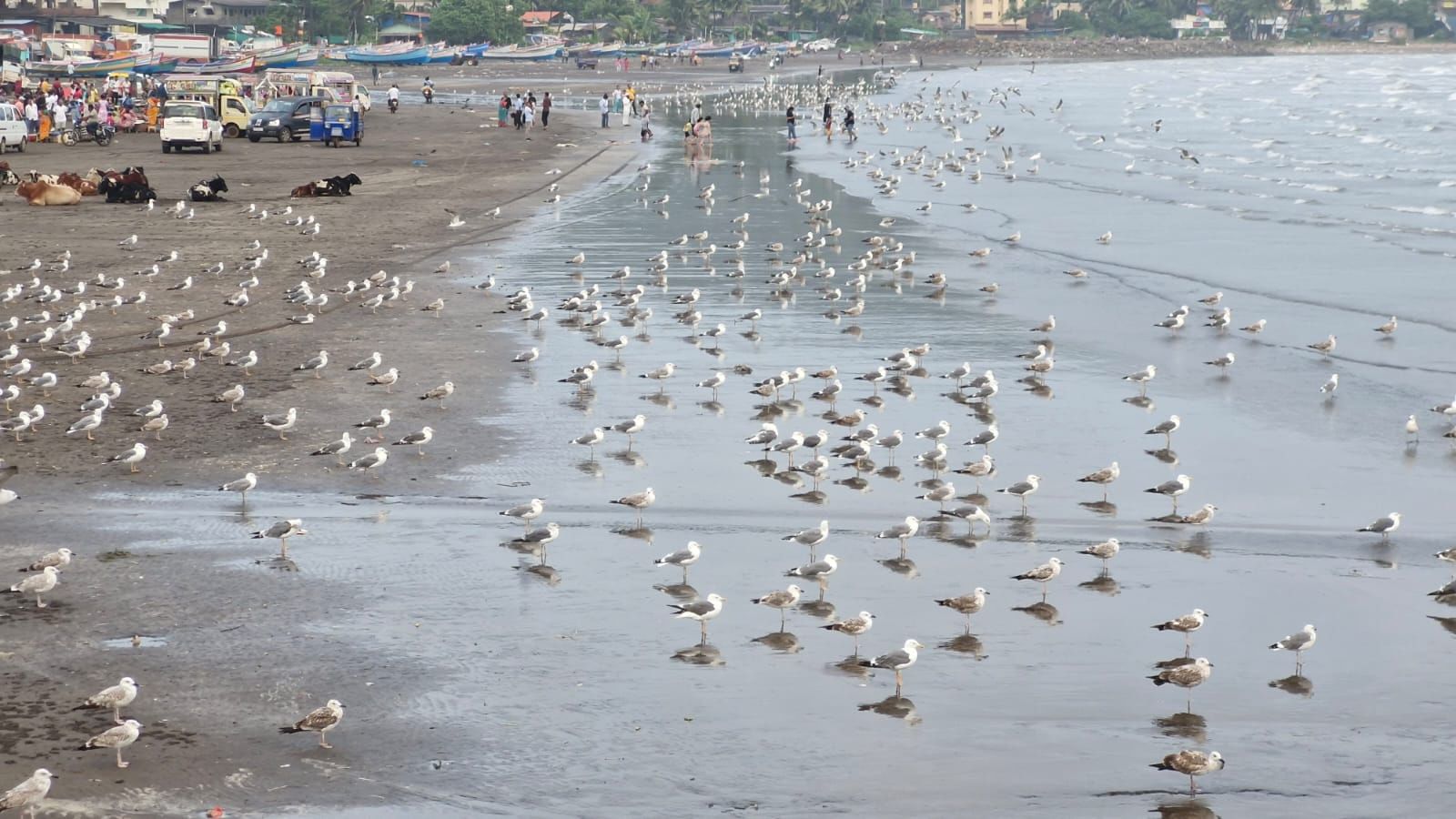 हे सीगल पक्षी रशिया आणि उत्तर युरोपमधील बर्फाच्छादित प्रदेशातून ते उष्ण वातावरणाच्या शोधात येतात. कोकणातील हर्णे, दापोली, गणपतीपुळे, आरे-वारे यांसारख्या प्रसिद्ध किनाऱ्यांवर सध्या या पक्ष्यांची मोठी वर्दळ दिसत आहे.