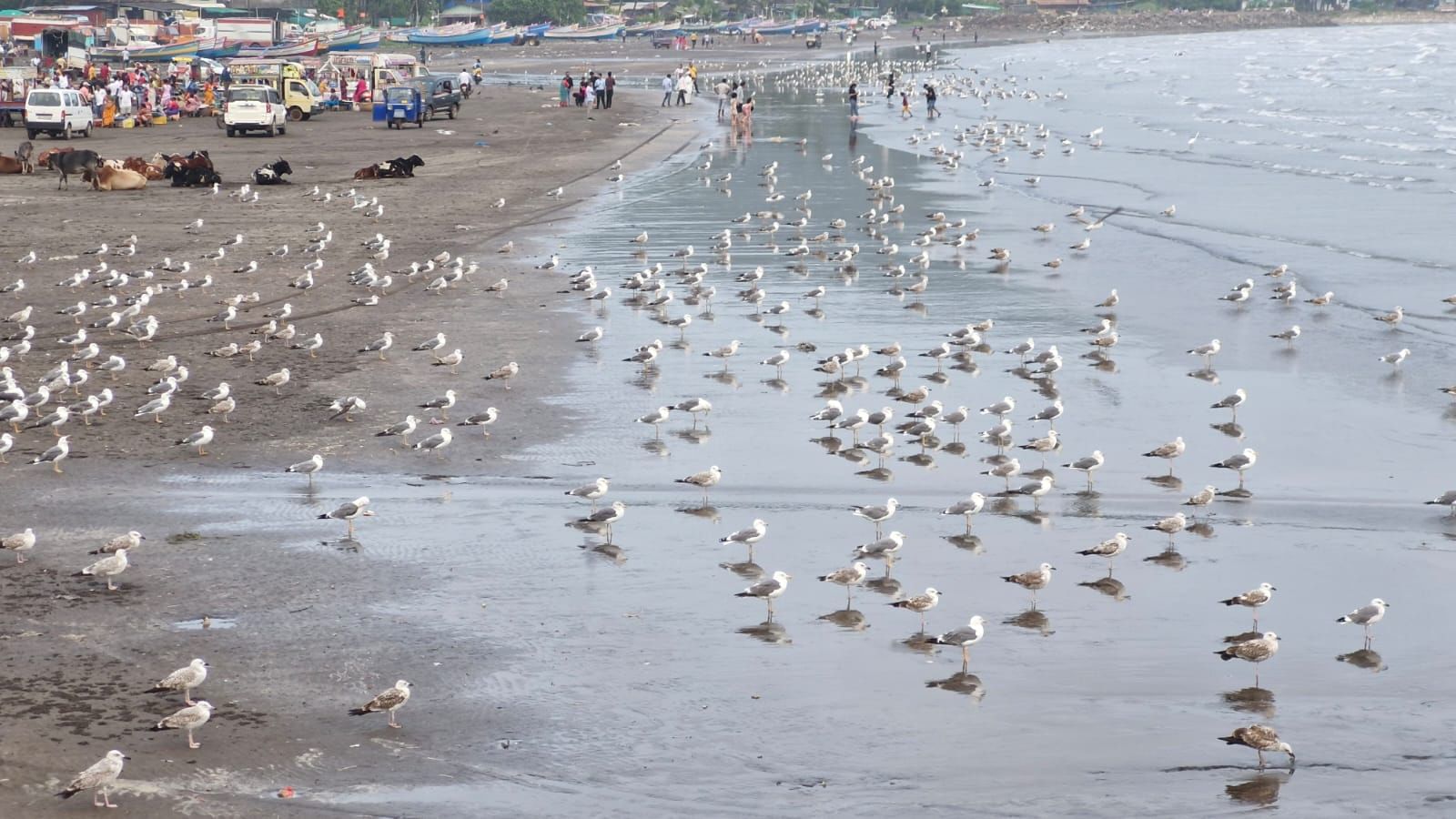 उबदार हवामान आणि सागरी अन्नसाठा ही या पक्ष्यांच्या आगमनाची दोन प्रमुख कारणे आहेत. ते समुद्रातील लहान मासे, कोळंबी आणि कीटक यावर आपली उपजीविका करतात.