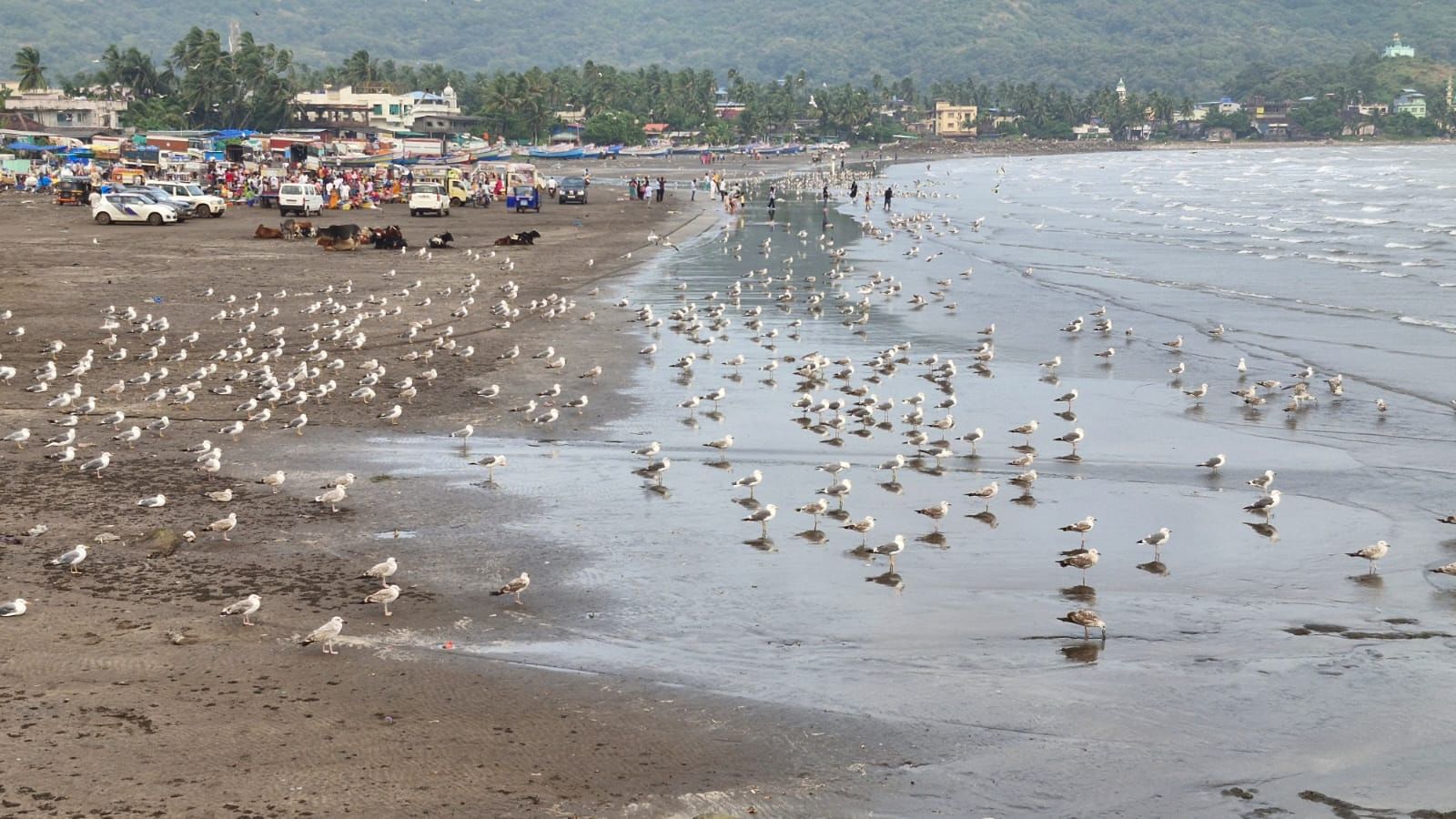 समुद्रावर झेपावणारे हे पांढरे थवे, वाऱ्याशी खेळणारी त्यांची उडाण आणि त्यांचा गोड किलबिलाटाने यामुळे साऱ्या किनाऱ्यांना एक नवचैतन्य लाभले आहे.
