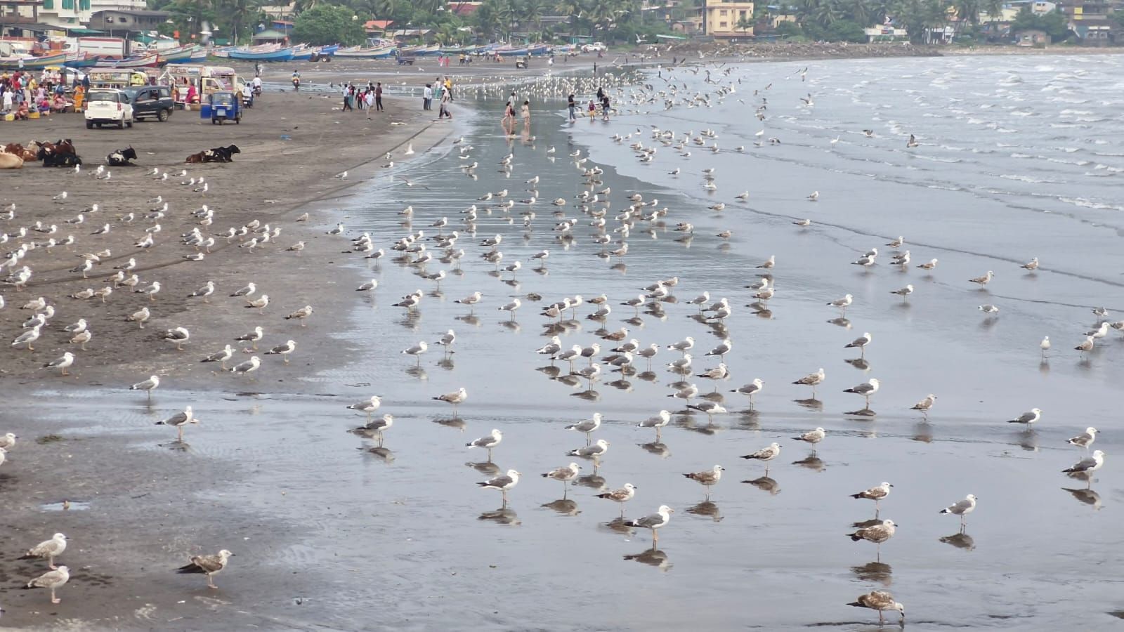 या मनमोहक दृश्यामुळे पर्यटक, छायाचित्रकार आणि निसर्गप्रेमी मोठ्या प्रमाणात कोकणात दाखल होत आहेत. हा नैसर्गिक नजारा अधिकच मोहक आणि चित्तवेधक बनला आहे.