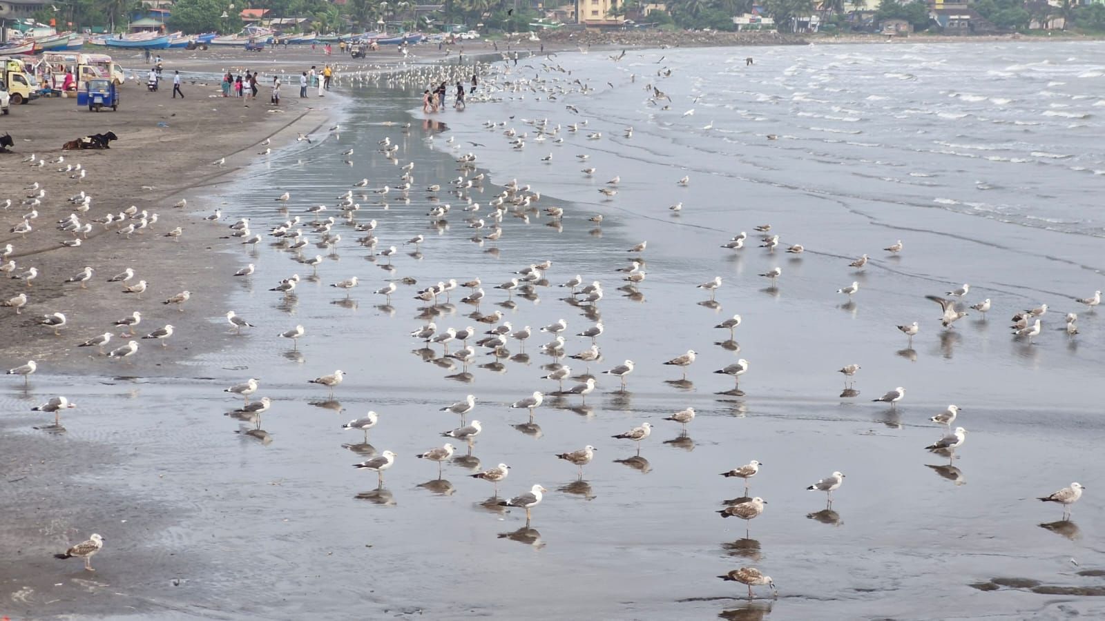 या पांढऱ्या पाहुण्यांमुळे कोकणचे आकाश व समुद्र दोन्ही उजळून निघाले आहे. तसेच कोकणातील सर्व किनारपट्ट्या सीगल पक्षांनी फुलून गेल्या आहेत.