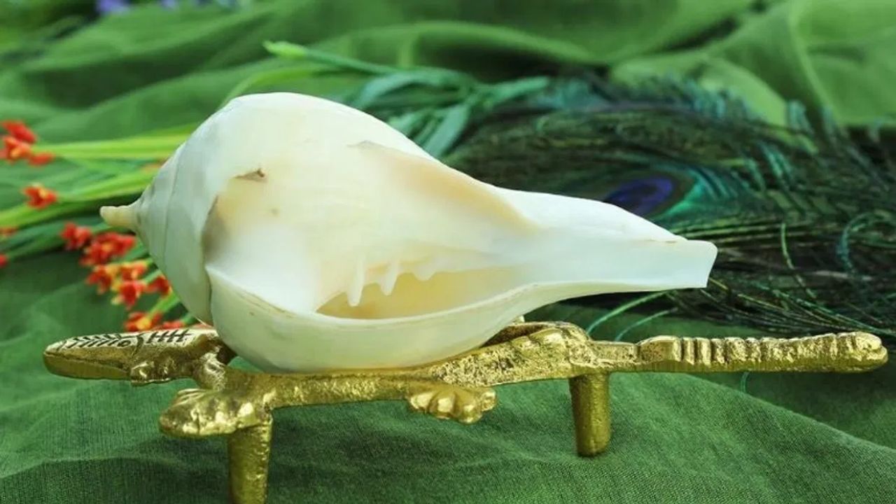 Vastu Tips : तुमच्याही घरात आहे शंख? मग हे चार नियम पाळाच, तिजोरी पैशांनी भरून जाईल Vastu Tips : तुमच्याही घरात आहे शंख? मग हे चार नियम पाळाच, तिजोरी पैशांनी भरून जाईल