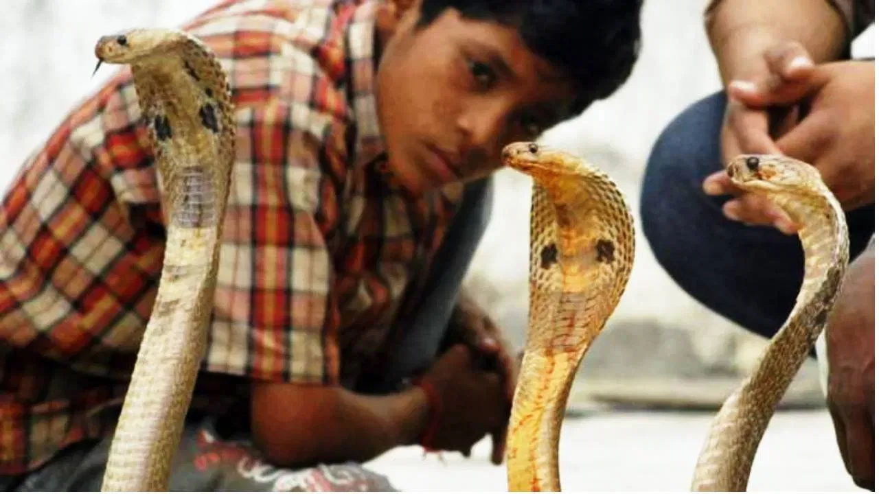 Snake Village: महाराष्ट्रातलं भयानक गाव, जिथे लोक विषारी सापांसोबत राहतात, नेमकं आहे तरी कुठे?