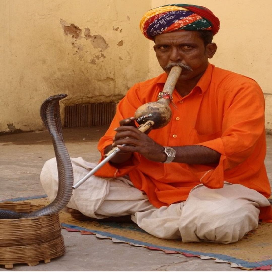 पण अनेकांना हा प्रश्न पडतो की सापांना कानच नसतात मग ते या पुंगीच्या आवाजाने डोलू कसे लागतात. ते खरंच त्या पुंगीच्या तालावर नाचतात का? नेमकं सत्य काय आहे हे जाणून घेऊयात . 
