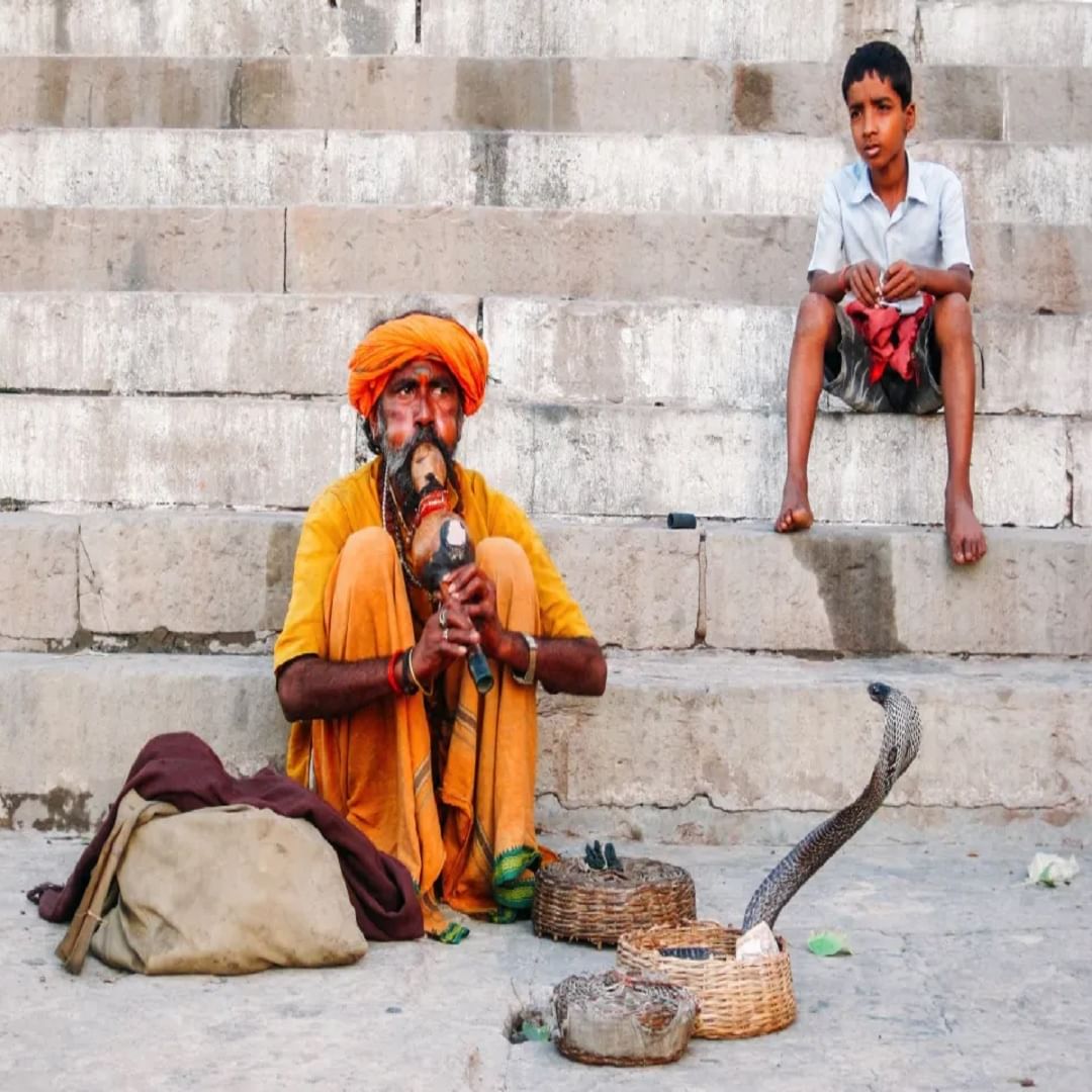 तुम्ही अनेकदा चित्रपटांमध्ये सापांना पुंगीच्या तालावर नाचताना पाहिले असेल, पण प्रत्यक्ष जीवनात असे काहीही घडत नाही. सापांना/ नागाला कान नसतात, त्यामुळे त्यांची ऐकण्याची क्षमता खूपच मर्यादित असते. साप त्याच्या डोळ्यांनी गारुडीच्या हालचाली पाहतो आणि जसजसा तो आपले शरीर हलवतो तसतसा तो देखील त्याच्या तालावर डोलू लागतो.