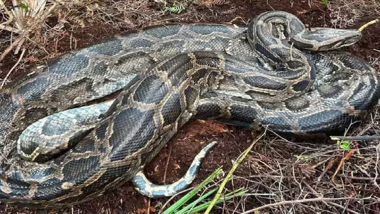 पाहताच घाम फुटतो... फक्त हिवाळ्यात दिसतो हा साप, इतका खतरनाक की डसताच अवघ्या काही मिनिटांत खेळ खल्लास...
