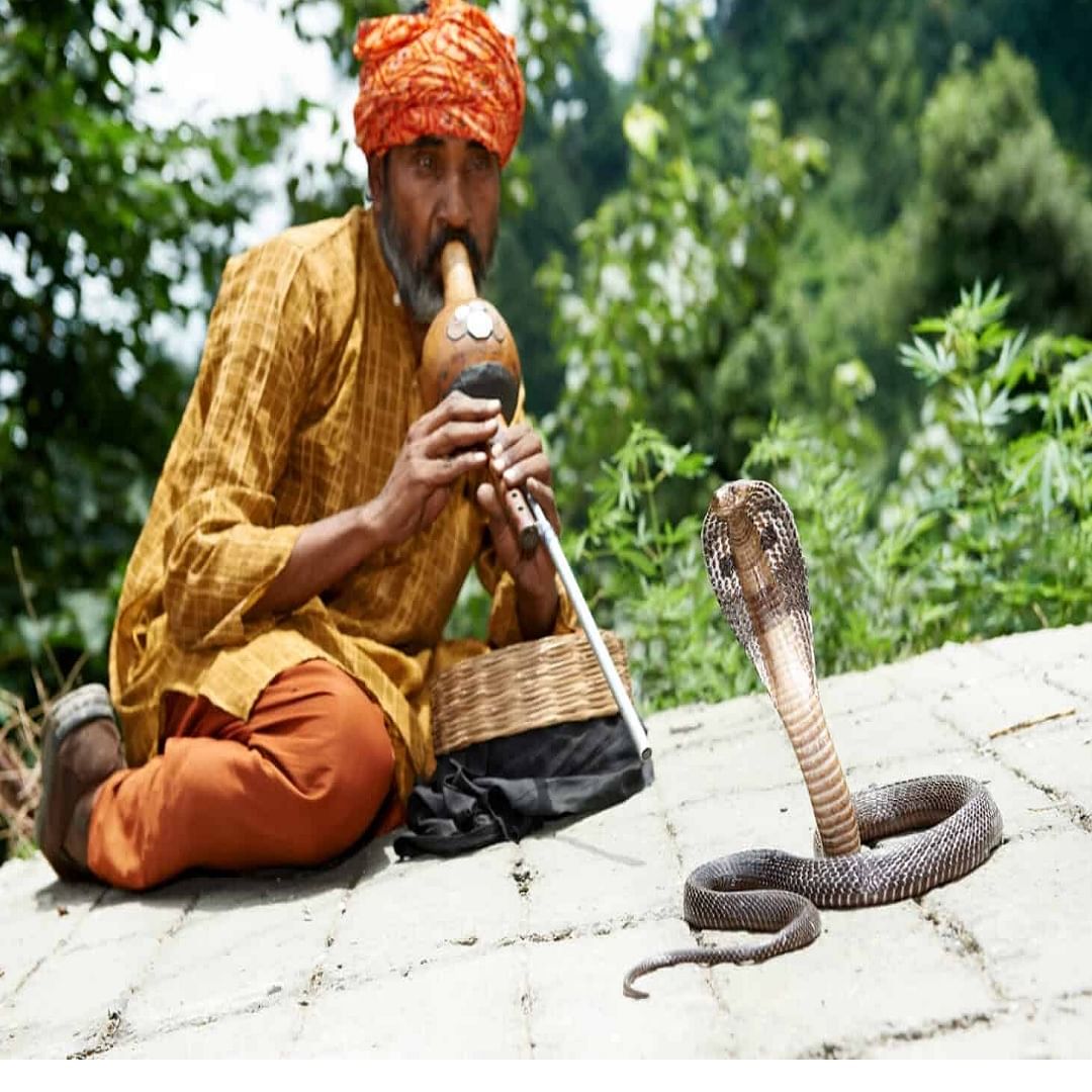 सापांना/ नागाला कान नसतात, पण तरीही ते त्यांच्या सभोवतालच्या हालचाली जाणवू शकतात. साप त्यांच्या त्वचेवर येणाऱ्या कंपनांवरून हालचाली ओळखू शकतात. म्हणून, कोणी जवळ आल्यावर ते लगेच सावध होतात. तसेच असंख्य अभ्यासातून असे दिसून आले आहे की साप कोणत्याही प्रकारच्या आवाजाकडे, विशेषतः बासरीच्या किंवा पुंगीच्या आवाजाकडे आकर्षित होत नाहीत.