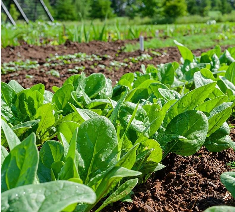 पालक हा आयर्न ( लोह ) सगळ्यात चांगला स्रोत आहे.  पालकच्या भाजीत आयर्नशिवाय व्हिटामिन्स सी देखील मोठ्या प्रमाणात असते, जे शरीरात आयर्न शोषण करण्यास मदत करते. पालक खाण्याने शरीरातील रक्ताची कमतरता दूर होते. 