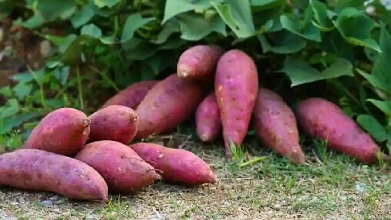 रताळीमध्ये व्हिटॅमिन A, C आणि बीटा-कॅरोटीन भरपूर प्रमाणात असतात. हे घटक शरीराची रोगप्रतिकारक शक्ती वाढवतात आणि संसर्गांपासून संरक्षण करतात. त्यामुळे हिवाळ्या रताळी खाणं फायदेशीर ठरतं.