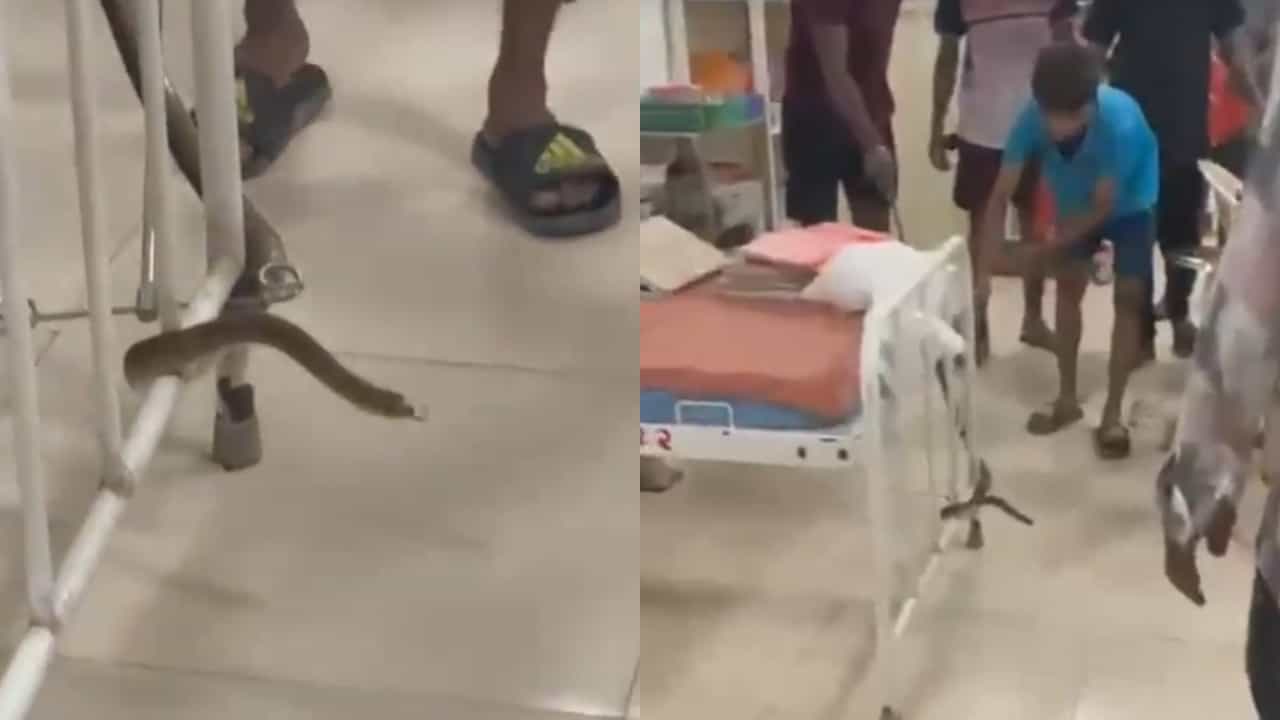 बाप रे बाप, ठाण्यातील रुग्णालयात आढळला साप, Video पाहून तुमचीही बोबडी वळेल