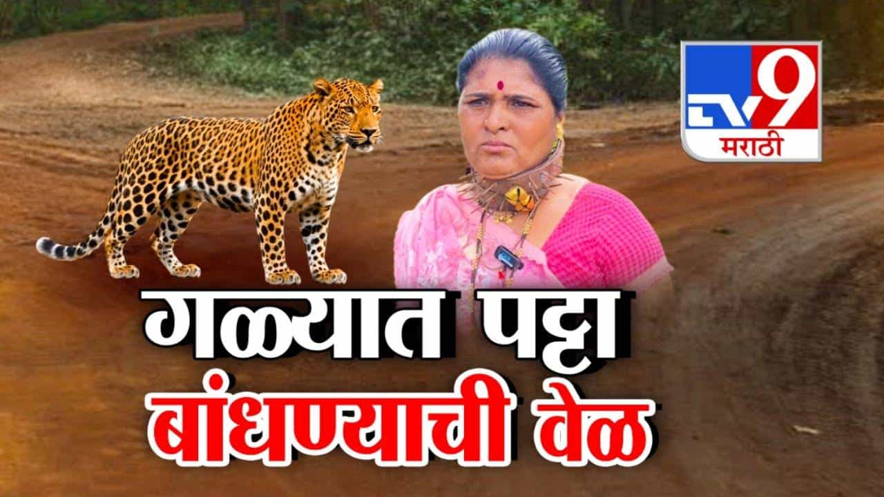 Leopard Attack : स्वतःचा जीव वाचवा म्हणून गळ्याला खिळ्यांचा पट्टा, शिरूरमध्ये बिबट्यांची भलतीच दहशत! गेल्या काही दिवसात 12 मृत्यू