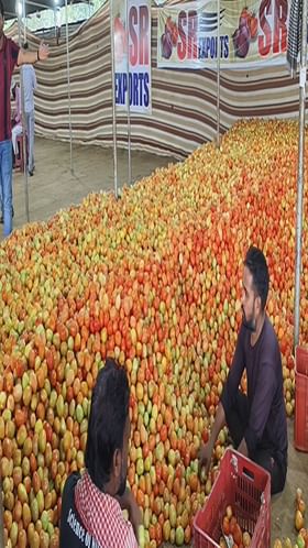 टोमॅटोच्या बाजारभावात वाढ, शेतकऱ्यांकडून समाधान व्यक्त.