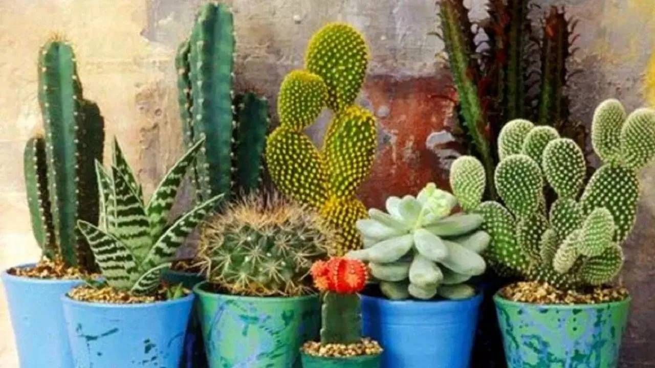 काटेरी झाडं: घरातील काटेरी झाडं दिसायला सुंदर वाटतात, पण ती घरात तणाव आणि आर्थिक अडचणी निर्माण करतात. तुमच्या घरात मनी प्लांट, बांबू आणि तुळशीसारखे शुभ रोपे लावा. ही केवळ सुंदरच दिसत नाहीत तर सुख, समृद्धी, शांती आणि पवित्रतेचे प्रतीक मानले जातात. घरात कधीही काटेरी झाडे  ठेवू नयेत.