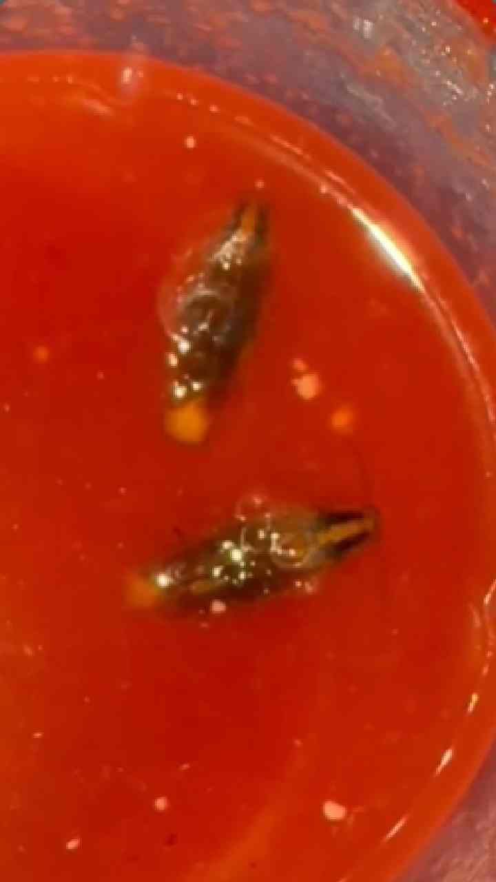 ऑनलाईन मागवलेल्कया लिंगडाच्या ज्युसमध्ये झुरळ, किळसवाणा प्रकार समोर!