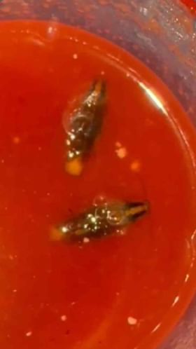 ऑनलाईन मागवलेल्कया लिंगडाच्या ज्युसमध्ये झुरळ, किळसवाणा प्रकार समोर!.