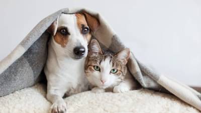 हिवाळा सुरू होताच आपल्या पाळीव प्राण्यांची काळजी कशी घ्यावी?