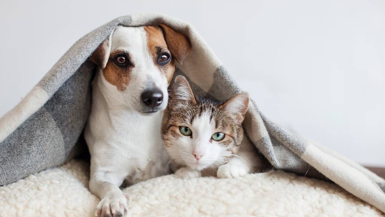 हिवाळा सुरू होताच आपल्या पाळीव प्राण्यांची काळजी कशी घ्यावी?