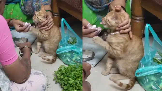 Viral Video: आई आईच असते! मांजरीला मूलासारखं भरवलं, व्हिडीओ पाहून तुम्हीही चकीत व्हाल